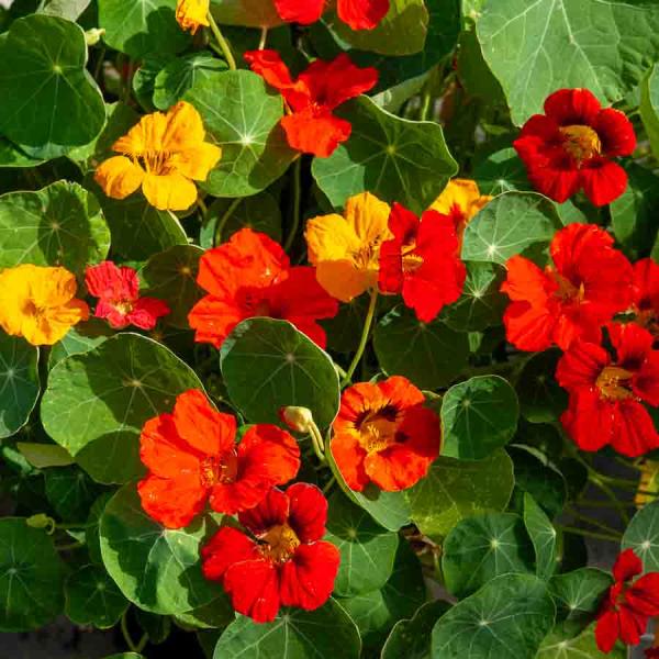 Fleurs - Capucine de Lobb Variée - face recto